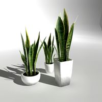 Low-poly Plant "Snake Plant"