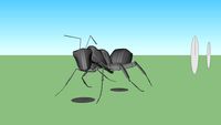 Ant
