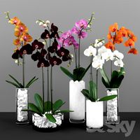 Phalaenopsis orchids set