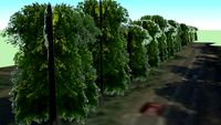 Lime Trees, The Avenue (West) Godmanchester