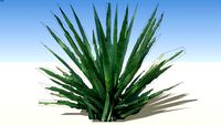 Aloe