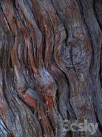 the old tree 3