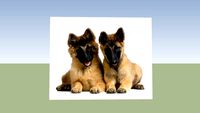 Deux chiots