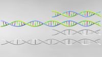 DNA strand model