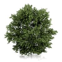 Common Hazel Tree (Corylus avellana) 4.2m