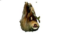 2D Sloth