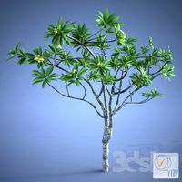 Plumeria_plant