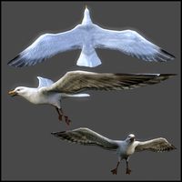 Seagull