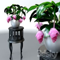 Medinilla magnificent / Medinilla Magnifica flower on a pedestal