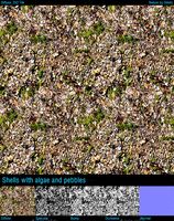 Shell ground with algae and pebbles