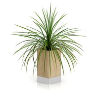 Small Plant in Wooden Pot