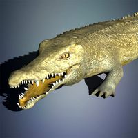 Crocodile