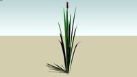 Vallisneria Spiralis