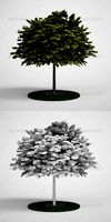 CGAxis Tree Norway Maple 04