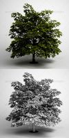 CGAxis Tree Norway Maple 03