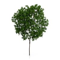 Elderberry Tree (Sambucus nigra) 3.3m