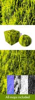 Fir Cobwebs Seamless Texture