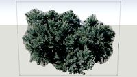 Blue Star juniper