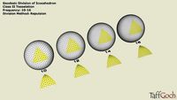 Geodesic Catalog • Class II • High Frequency