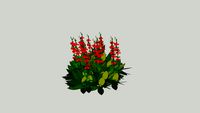 salvia