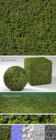Fine Foliage Hedge Seamless Texture