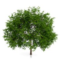 Maidenhair Tree (Ginkgo biloba) 5.2m