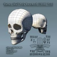 Human Skull Polygon Mesh V1.0