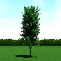 Maple (Acer) Tree 3d Model