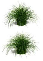 Variegated Grass "Morning Light"