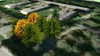Trinec - trees - 37