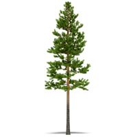 Pine