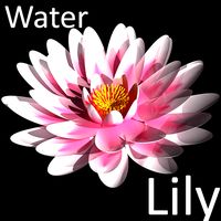 Water Lily Flower