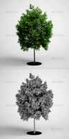 CGAxis Tree Deciduous 07