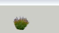 miscanthus sinensis single