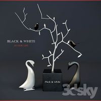 Black &amp;amp; White birds