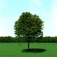 Blooming Tilia (Linden) Tree 3d Model