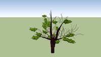 Arbre centenaire