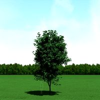 Maple (Acer) Tree 3d Model