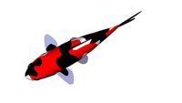 Showa Koi