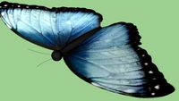 Blue Butterfly