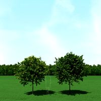 Blooming Tilia (Linden) Trees 3d Models