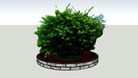 矮树木bush