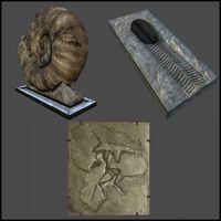 Rock Fossils