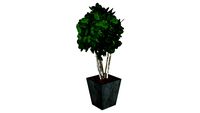 plantes satbilisées Salal hauteur 180