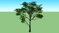 baum