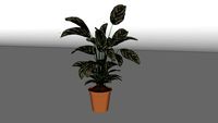 Calathea Ornata Potted Plant