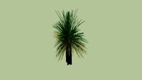 Australian Grass Tree (Xanthorroea preissii)_1