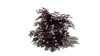Black Lace elderberry Sambucus nigra