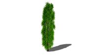 Fine Line Rhamnus