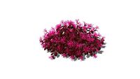 Jazz Hands Pink Loropetalum